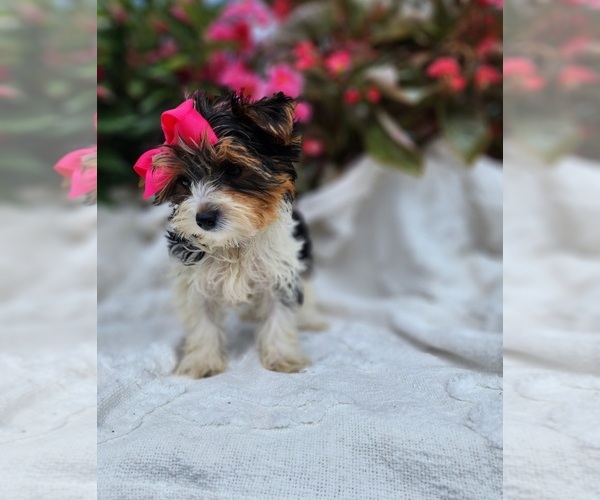 Medium Photo #2 Yorkshire Terrier Puppy For Sale in INDIANAPOLIS, IN, USA