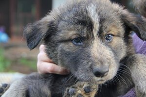 Wolf Hybrid Puppy for sale in YELM, WA, USA
