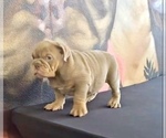 Small Photo #10 English Bulldog Puppy For Sale in HARTFORD, CT, USA