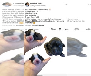 Shih Tzu Puppy for sale in SMYRNA, GA, USA