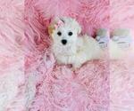 Small #12 Maltese