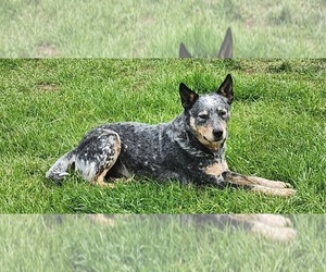 Father of the Australian Cattle Dog puppies born on 05/08/2025