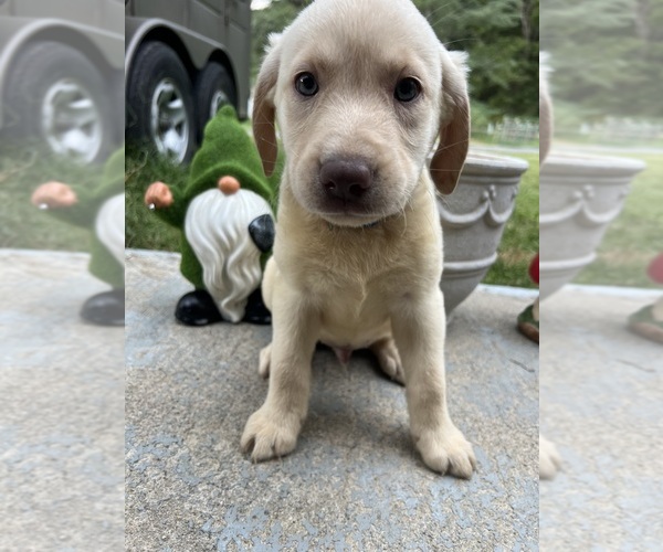 Medium Photo #10 Labrador Retriever Puppy For Sale in NEOLA, WV, USA