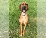 Small #1 Bloodhound Mix