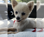 Small #4 Pomeranian Mix