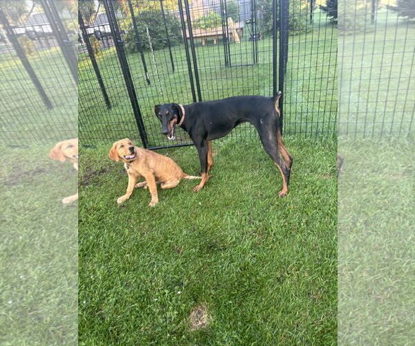 Medium Photo #9 Doberman Pinscher Puppy For Sale in Minneaoplis, MN, USA