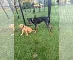 Small #8 Doberman Pinscher