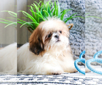 Small Photo #18 Shih Tzu Puppy For Sale in SYRACUSE, IN, USA