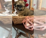 Small Photo #5 Shih Tzu Puppy For Sale in BRIDGETON, NJ, USA