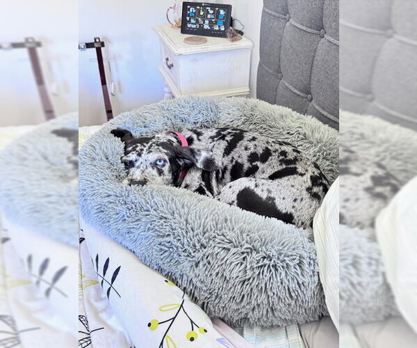 Medium Photo #13 Black and Tan Coonhound-Catahoula Leopard Dog Mix Puppy For Sale in Atlanta, GA, USA