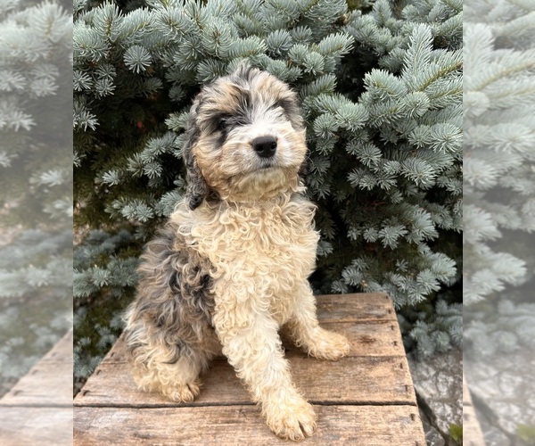 Medium Photo #4 Cockapoo Puppy For Sale in MIDDLEBURY, IN, USA
