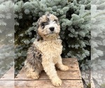 Small #3 Cockapoo