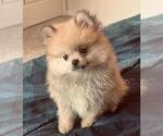 Small #6 Pomeranian