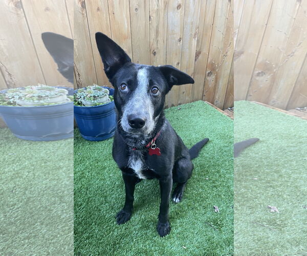 Medium Photo #4 Border Collie-Unknown Mix Puppy For Sale in Milwaukie, OR, USA