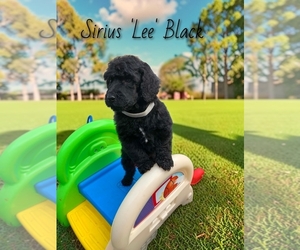 Medium Poodle (Standard)