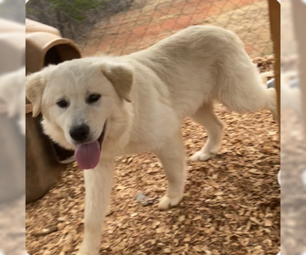Medium Photo #3 Aussie Pyrenees Puppy For Sale in Silver Spring, MD, USA