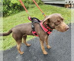Small #9 Chocolate Labrador retriever Mix