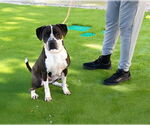 Small #1 American Pit Bull Terrier Mix