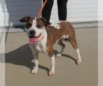 Small American Pit Bull Terrier Mix