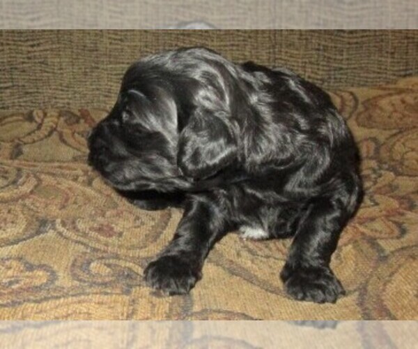 Medium Photo #12 Aussie-Poo-Aussiedoodle Mix Puppy For Sale in LINCOLN, AL, USA