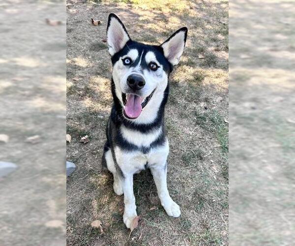 Medium Photo #1 Siberian Husky-Unknown Mix Puppy For Sale in Riverside, CA, USA