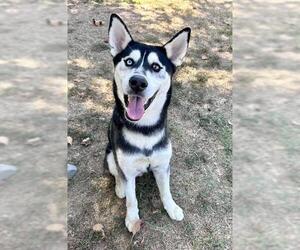 Siberian Husky-Unknown Mix Dogs for adoption in Riverside, CA, USA