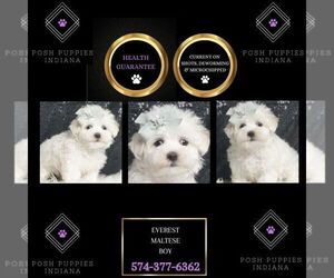 Maltese Puppy for sale in WARSAW, IN, USA