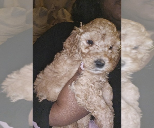 Medium Photo #1 Poodle (Standard) Puppy For Sale in MILWAUKEE, WI, USA