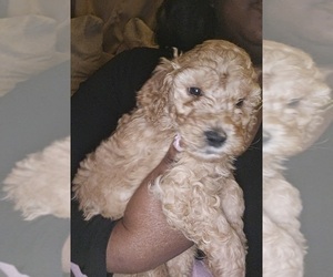 Poodle (Standard) Puppy for sale in MILWAUKEE, WI, USA