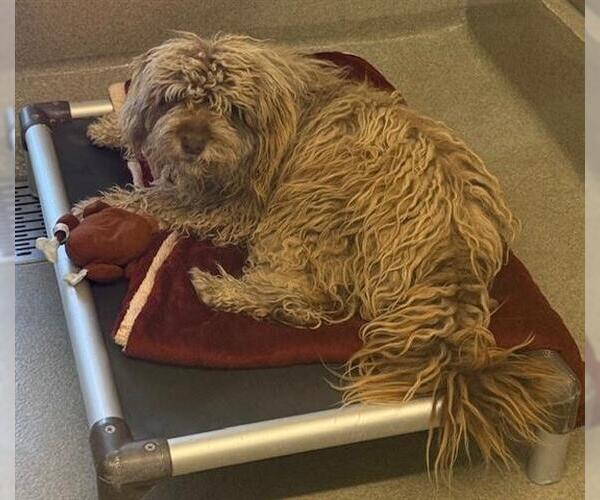 Medium Photo #1 Poodle (Miniature)-Unknown Mix Puppy For Sale in San Martin, CA, USA