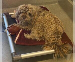 Poodle (Miniature)-Unknown Mix Dogs for adoption in San Martin, CA, USA