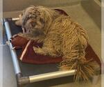Small Poodle (Miniature) Mix