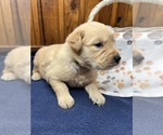 Small #4 Golden Retriever