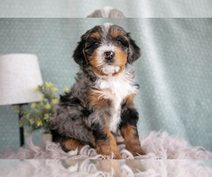 Medium Bernedoodle (Miniature)