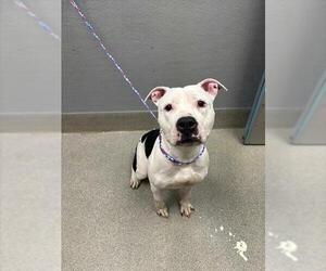 Mutt Dogs for adoption in Las Vegas, NV, USA