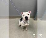 Small Mutt