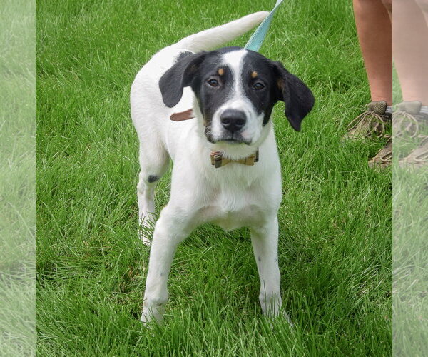 Medium Photo #3 Labrador Retriever-Unknown Mix Puppy For Sale in Huntley, IL, USA