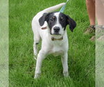 Small #2 Labrador Retriever Mix