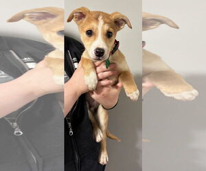 Basenji-Unknown Mix Dogs for adoption in Clarkston, MI, USA
