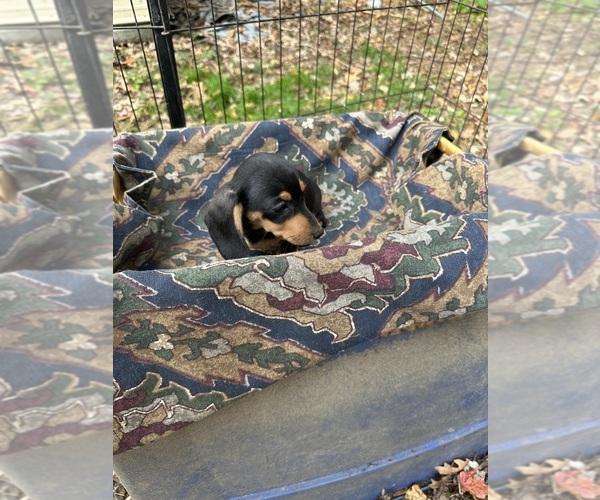 Medium Photo #4 Dachshund Puppy For Sale in LOUISA, VA, USA