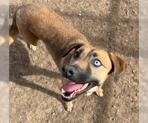 Black Mouth Cur-Unknown Mix Dogs for adoption in Frisco, CO, USA