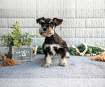 Puppy Sadie Schnauzer (Miniature)