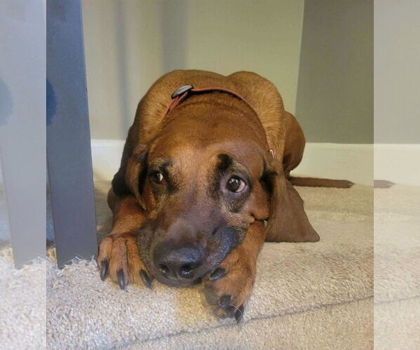 Medium Photo #6 Redbone Coonhound-Unknown Mix Puppy For Sale in Westwood, NJ, USA