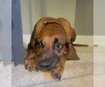 Small #5 Redbone Coonhound Mix