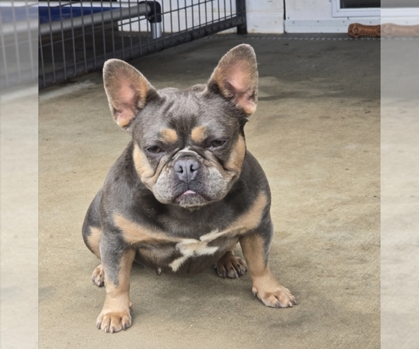 Medium Photo #9 French Bulldog Puppy For Sale in DEER PARK, NY, USA