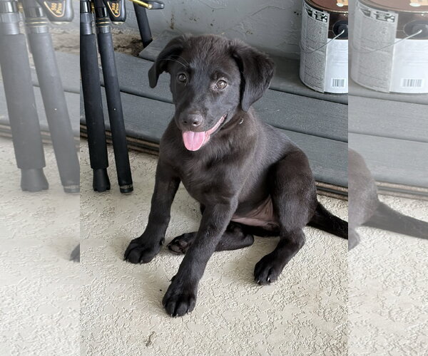 Medium Photo #1 Labrador Retriever-Unknown Mix Puppy For Sale in Royal Palm Beach, FL, USA