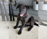 Small Labrador Retriever Mix