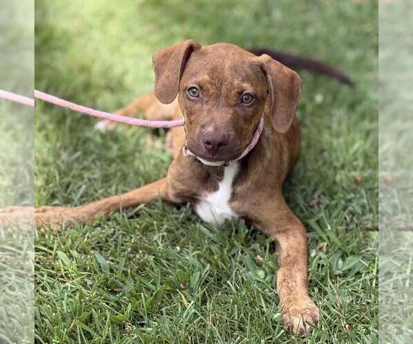 Medium Photo #2 Catahoula Leopard Dog-Unknown Mix Puppy For Sale in Yardley, PA, USA