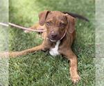 Small #1 Catahoula Leopard Dog Mix