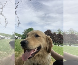 Mother of the Golden Retriever puppies born on 10/05/2023